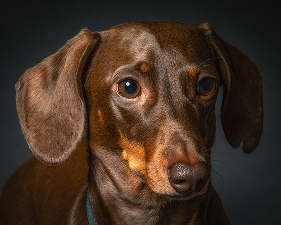 Dachshund-82