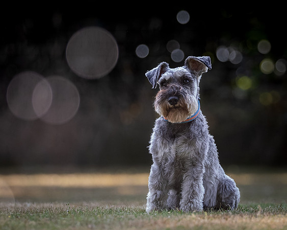 Dogs August 2024-12