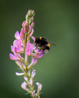 Wildflower Selection-14