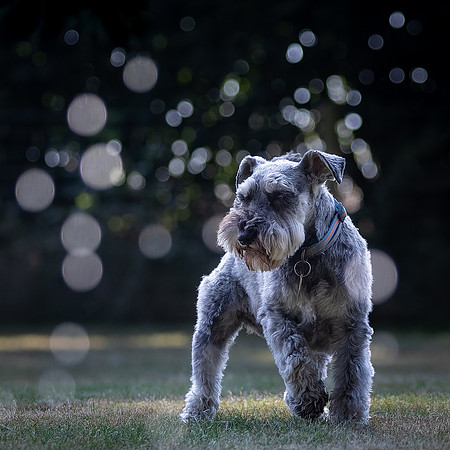 Dogs August 2024-3
