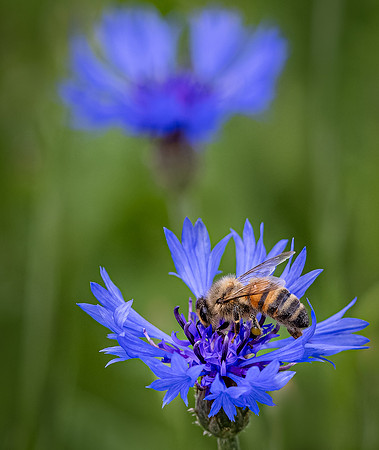Wildflowers-6