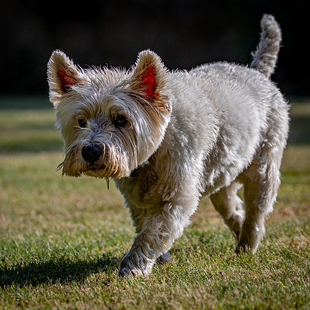 Dogs August 2024-28