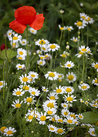 Golf Course Wildflowers-24