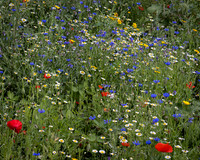 Golf Course Wildflowers-10