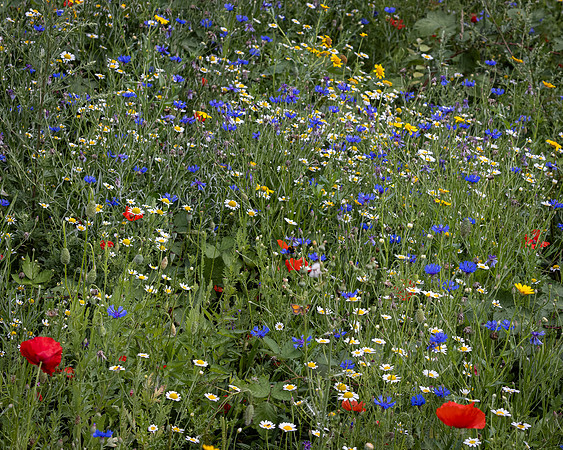 Golf Course Wildflowers-10