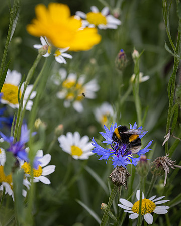 Golf Course Wildflowers-23