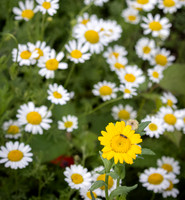 Wildflowers-3