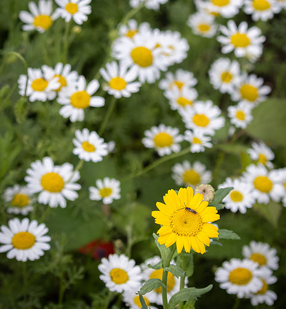 Wildflowers-3