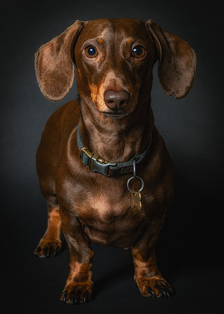 Dachshund-69