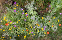 Cookham Wildflowers-2