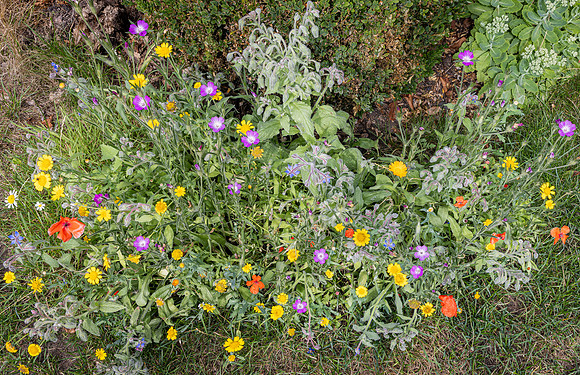 Cookham Wildflowers-2