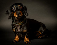 Dachshund-16