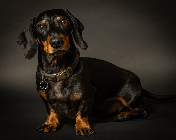 Dachshund-16