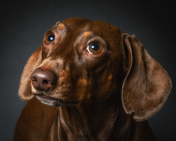 Dachshund-65