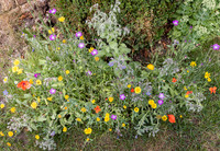 Cookham Wildflowers-7