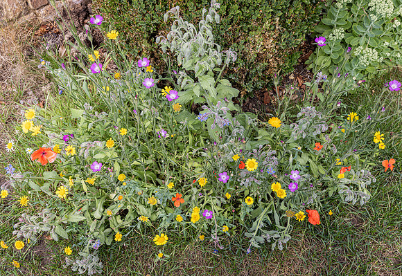 Cookham Wildflowers-7