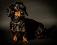 Dachshund-14