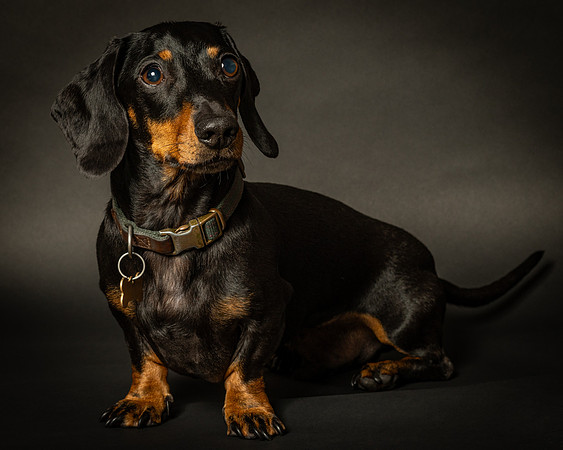 Dachshund-14
