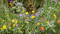 Cookham Wildflowers-11