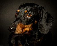 Dachshund-2