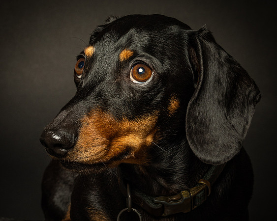 Dachshund-2