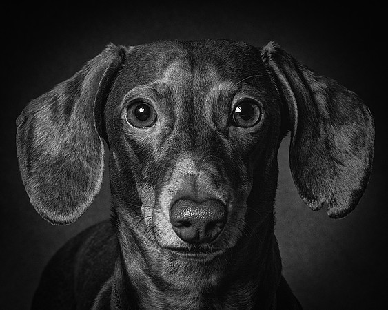 Dachshund-70
