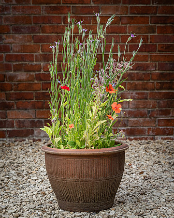 Wildflower Selection-1