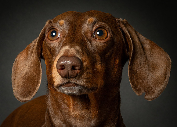 Dachshund-35