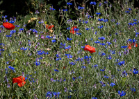 Golf Course Wildflowers-7