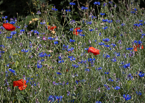 Golf Course Wildflowers-7