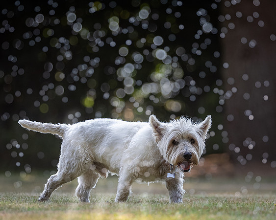 Dogs August 2024-14
