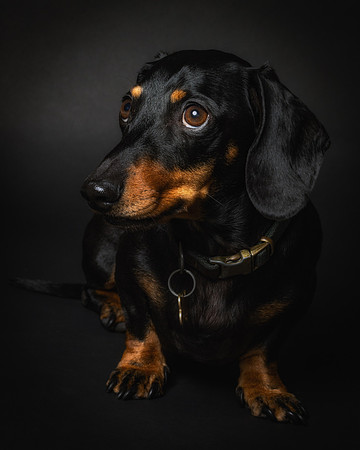 Dachshund-41