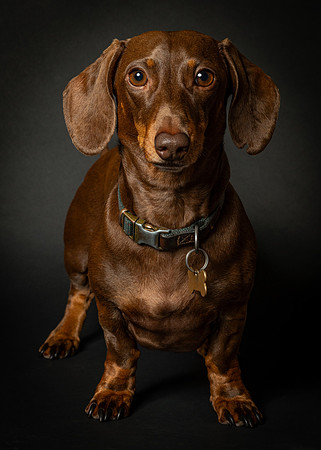 Dachshund-21