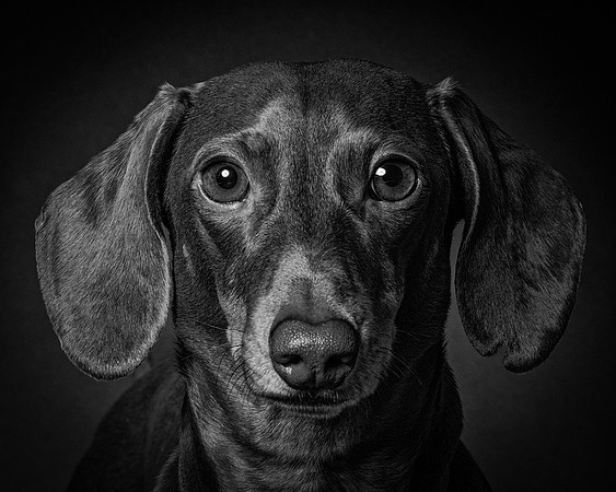 Dachshund-64