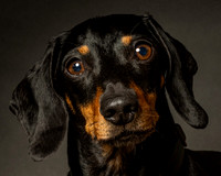 Dachshund-17