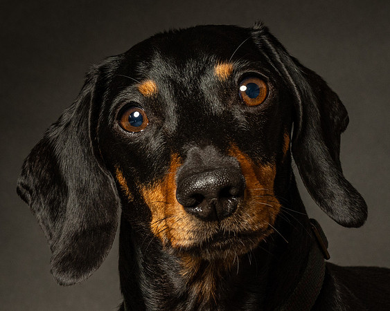 Dachshund-17