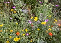 Cookham Wildflowers-14