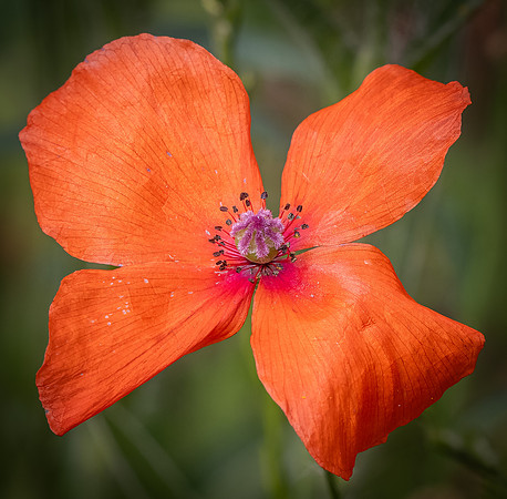 Cookham Wildflowers-36
