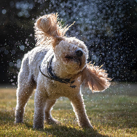 Dogs August 2024-43