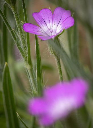 Cookham Wildflowers-34