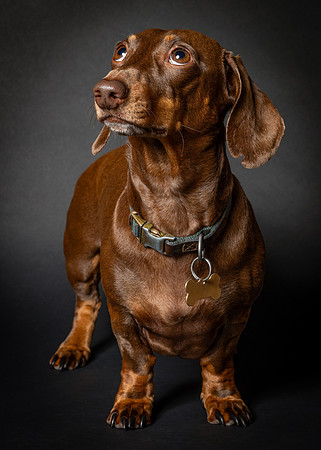 Dachshund-32