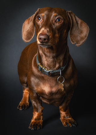 Dachshund-72