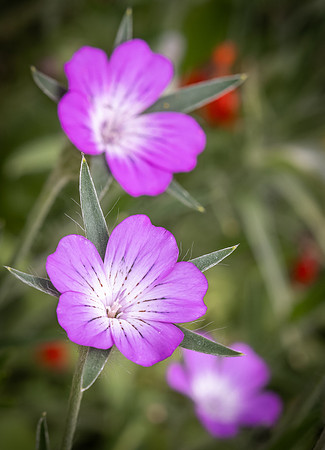 Cookham Wildflowers-37