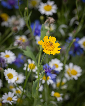 Golf Course Wildflowers-31