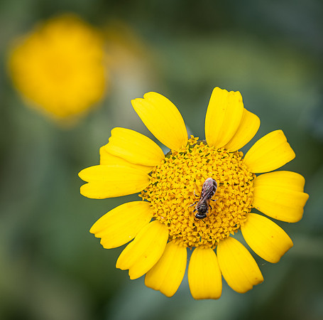 Cookham Wildflowers-16