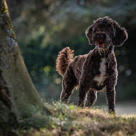Dogs August 2024-48