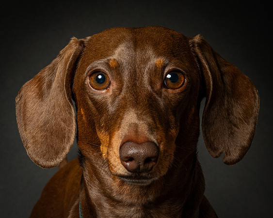 Dachshund-22
