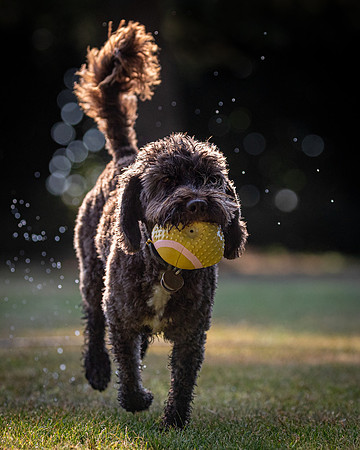 Dogs August 2024-30