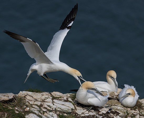 Bempton 2024-15