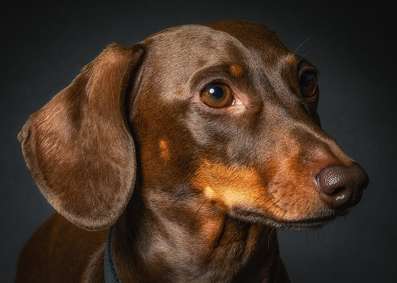 Dachshund-80